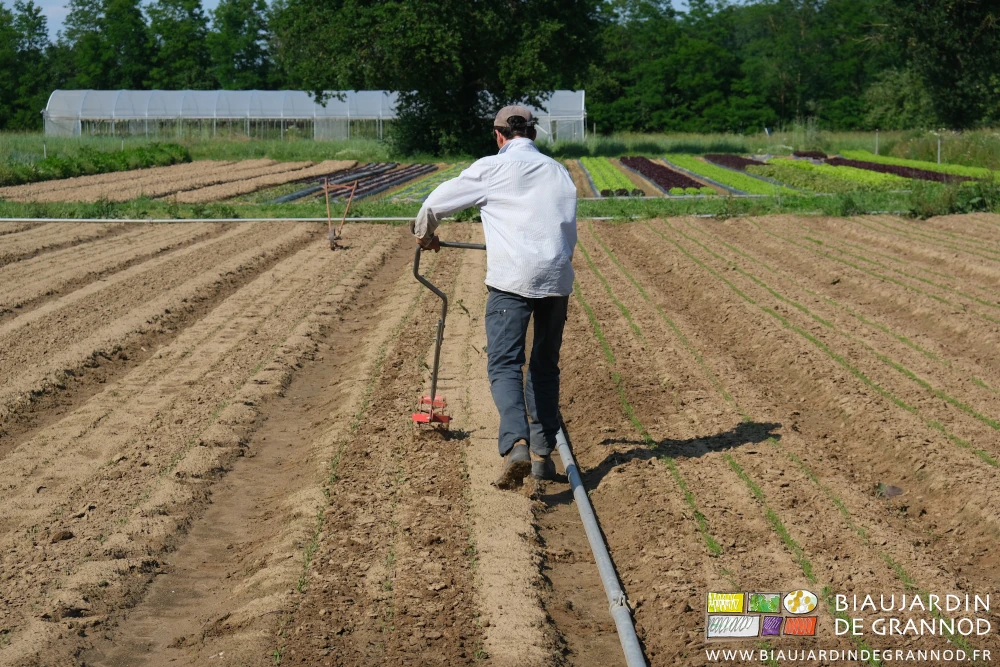 photo de Vivien marchant dans l'allée pour biner les entre-rangs avec la roue sarcleuse