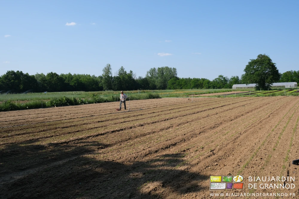 photo du carré de carotte et panais en cours de binage manuel