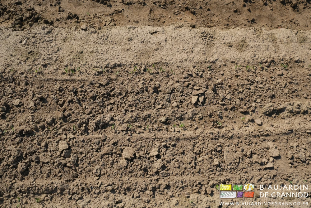 photo comparative entre rang biné et entre-rang pas encore travaillé