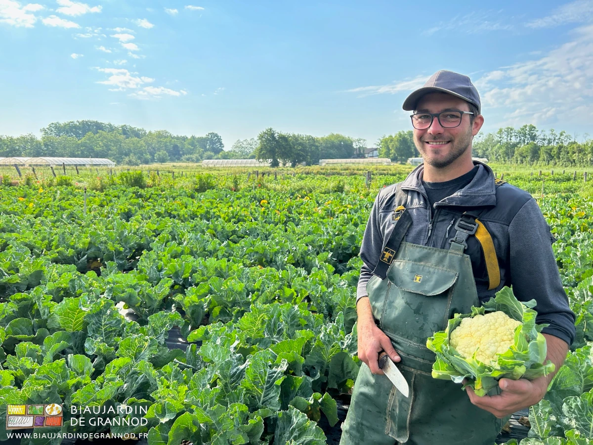 photo de Matthieu tout sourire posant chou-fleur à la main dans leur carré en cours de récolte