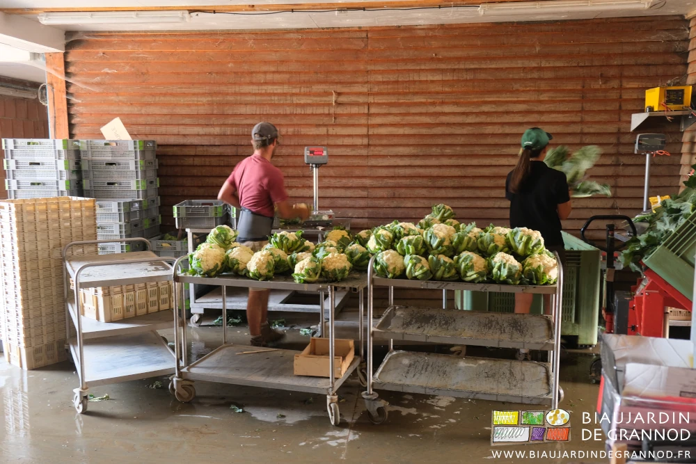 photo de 2 Biaux jardiniers préparant et pesant les chou-fleur qui seront dans les paniers