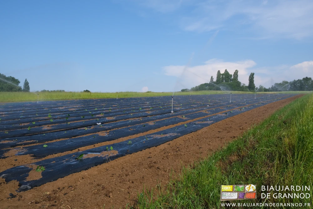 photo d'un carré de cours en cours d'arrosage
