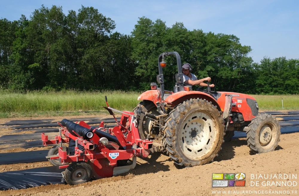 photo de la dérouleuse qui enterre les bords du film paillage, Matthieu au tracteur