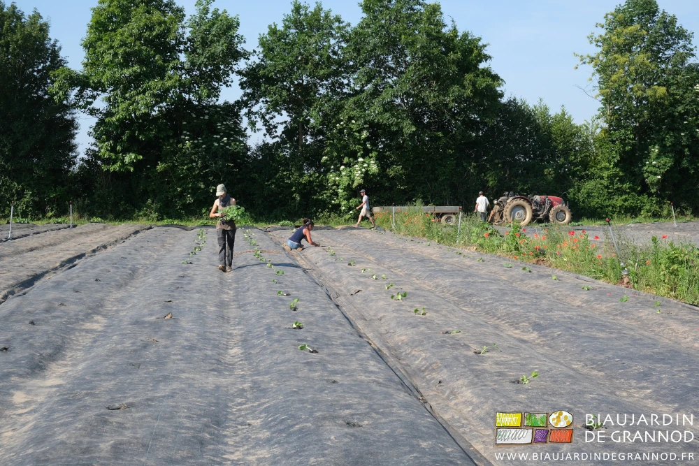 photo de l'équipe amenant les plaques de plants, les distribuant, les repiquant