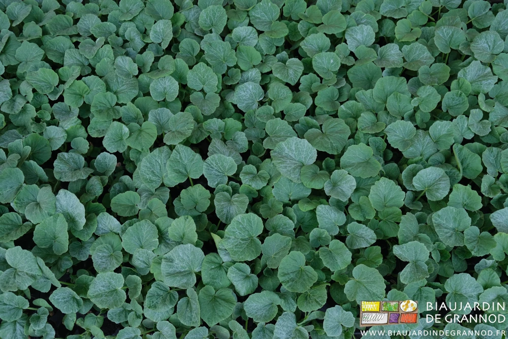photo des plaques des plants de butternut prêts pour la plantation