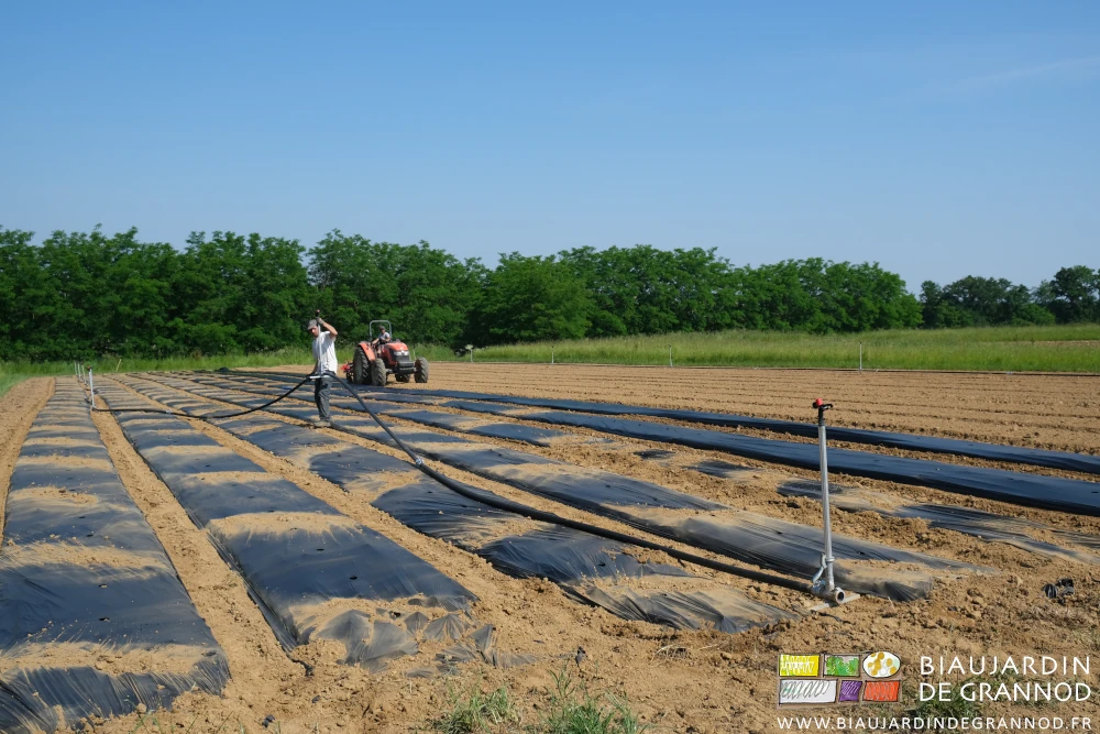 photo de Matthieu déroulant le film, Vivien déplaçant les rampes d'arrosage