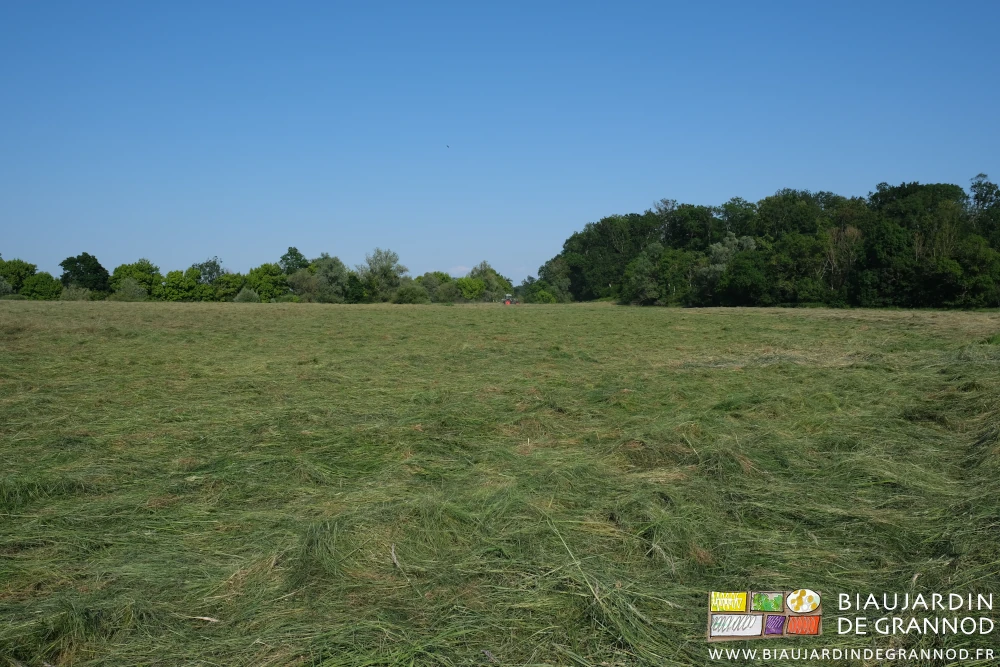 photo de notre prairie inondable fauchée