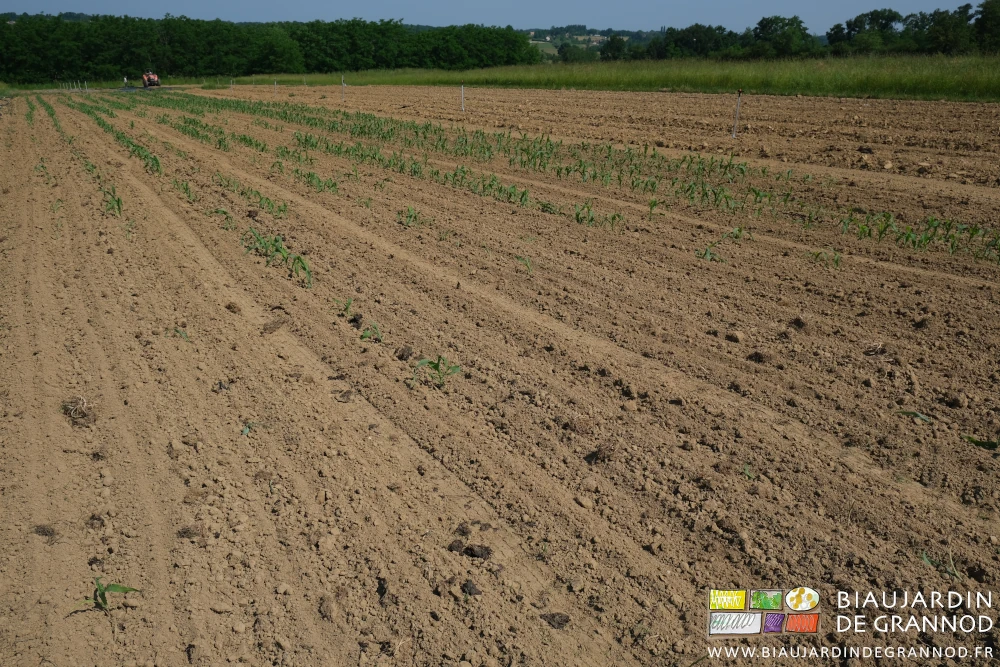 photo du carré de maïs doux au tiers détruit par les corbeaux