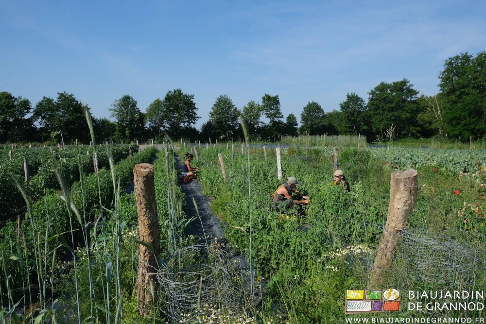 photo d'une partie des cueilleurs matinaux