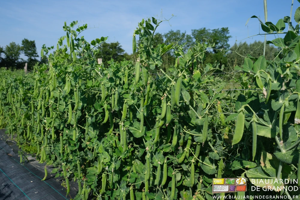 photo d'un rang de petit pois ramé sur grillage et chargé de gousses