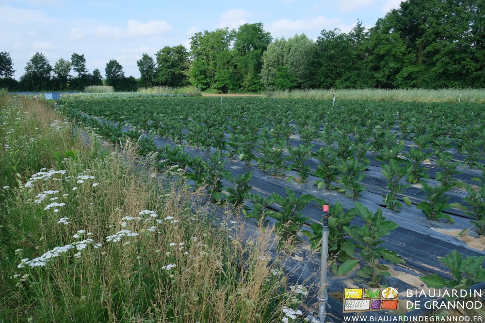 photo du carré aubergine poivron près des achillées d'une bande fleurie