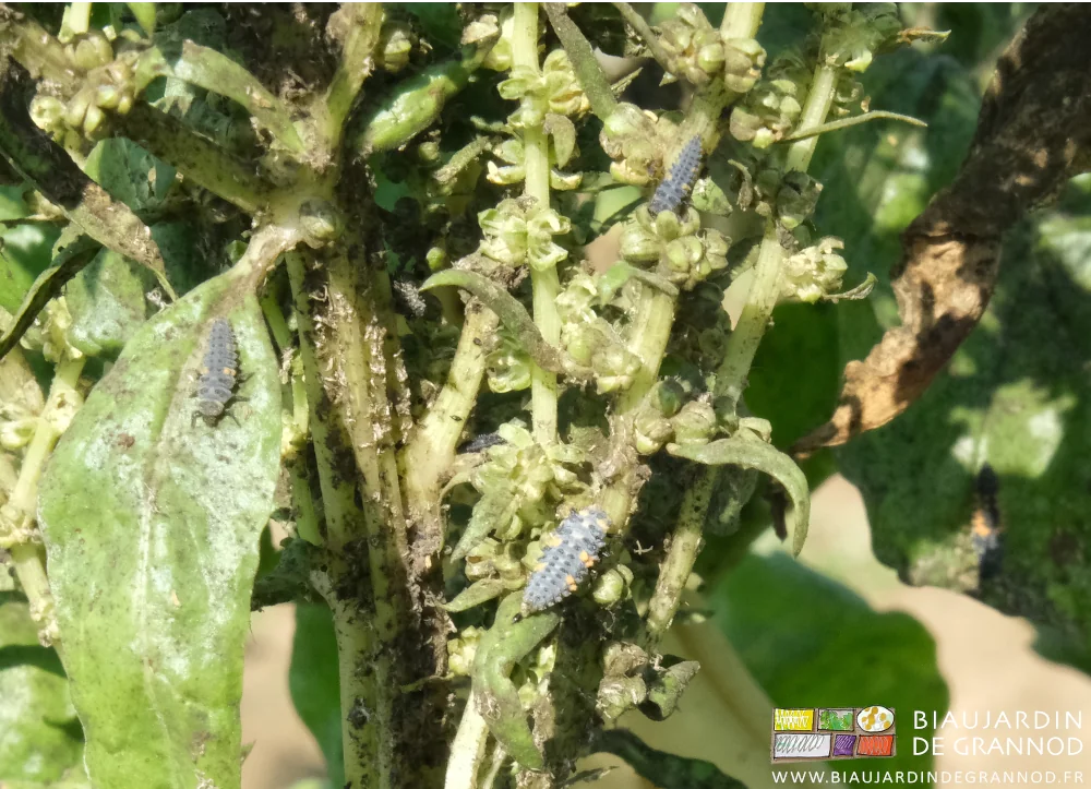 photo de 3 larves de coccinelle cote à cote