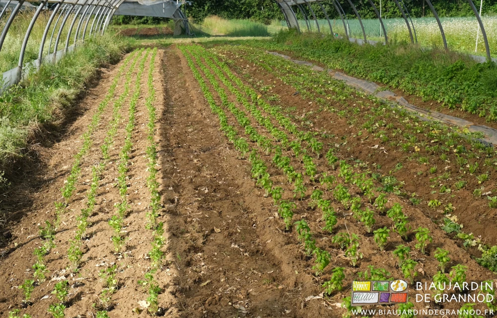 photo sous tunnel de planches de basilic et de persil sur sol biné