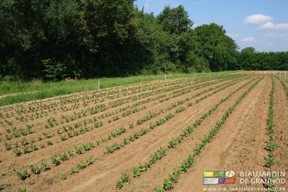 photo des planches de céleri cultivé à côté de notre petit bois d'acacia sous chêne