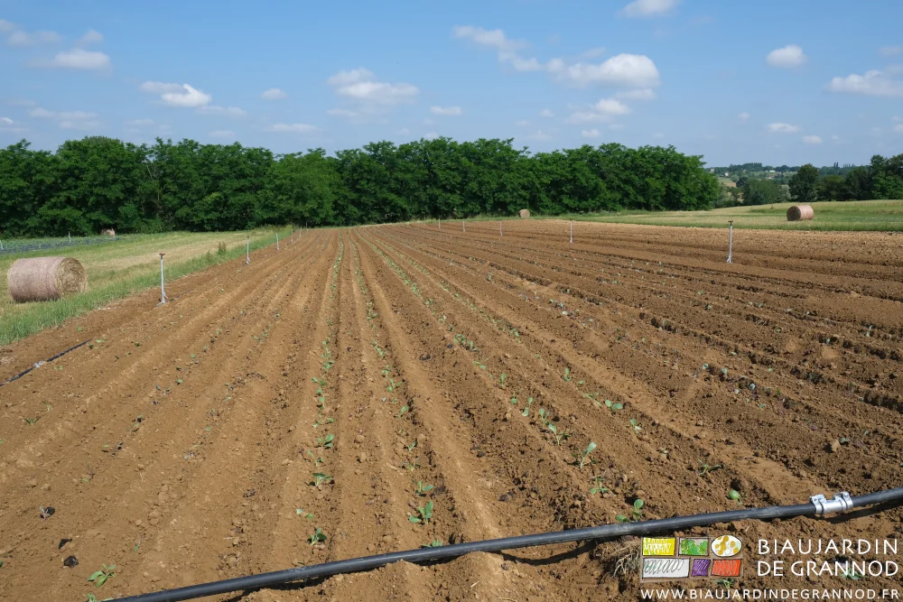 photo des carrés de choux d'automne