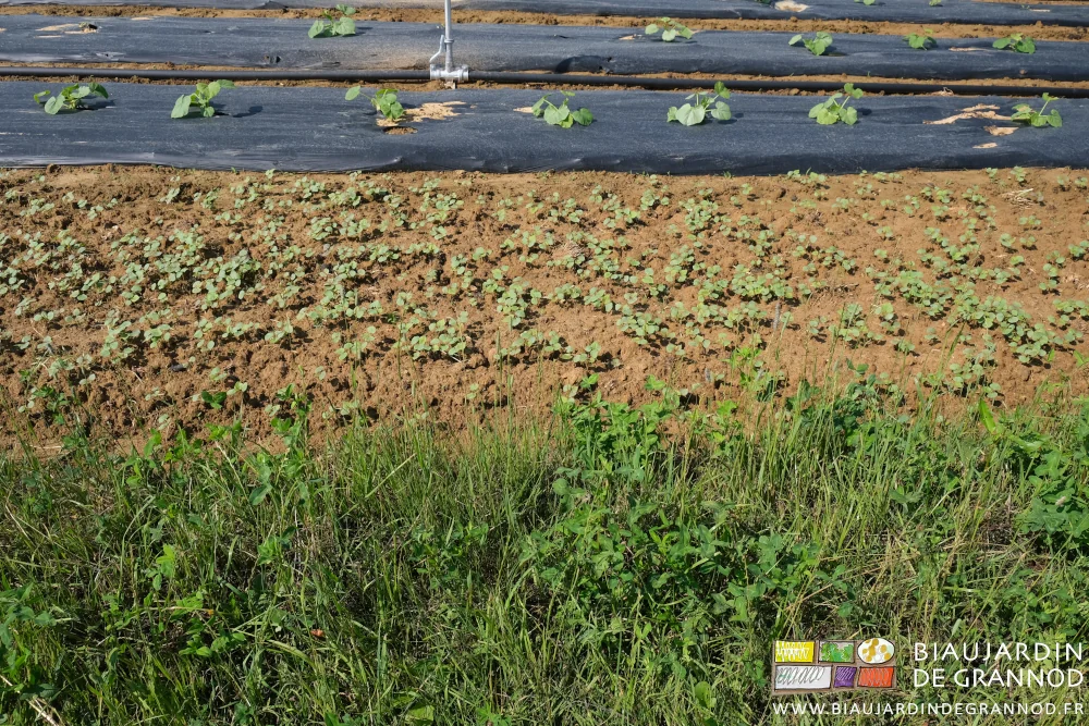 photo du voisinage des planches de courge, de sarrasin, de trèfle