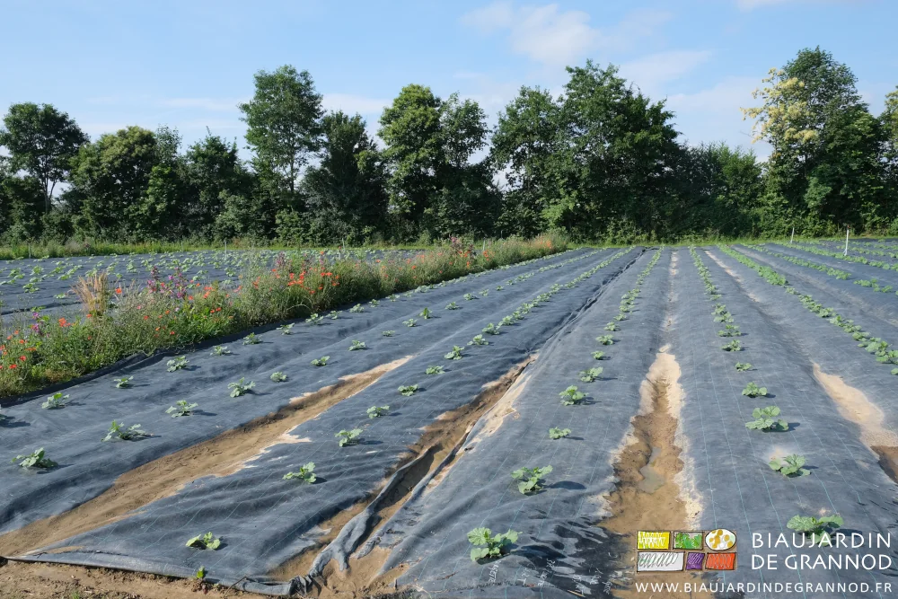 photo des carrés de courges séparés de coquelicot, mauve, etc...