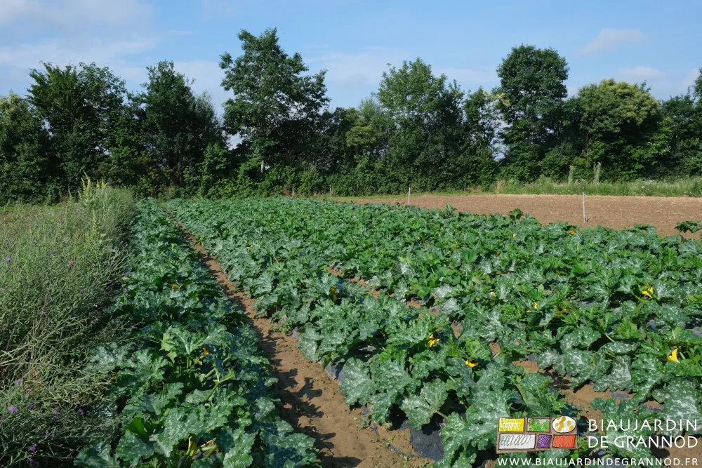 photo de planches de courgette en plein champ sur paillage biodégradable