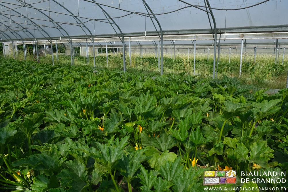 photo par côté des 2 tunnels de courgette précoce