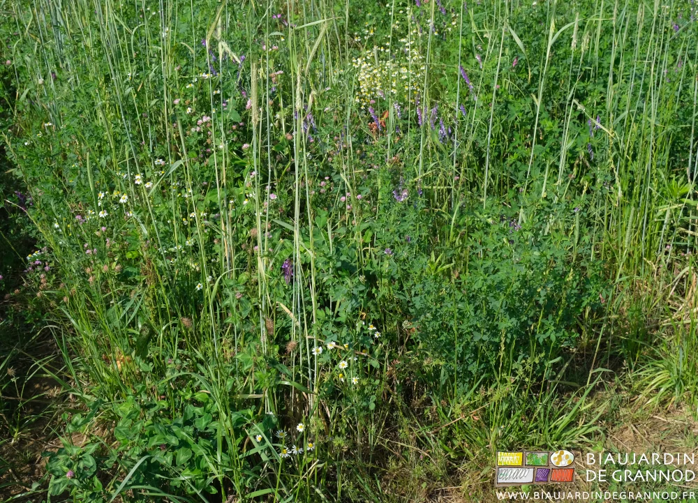 photo de la diversité des fabacées semées et présentes dans la culture