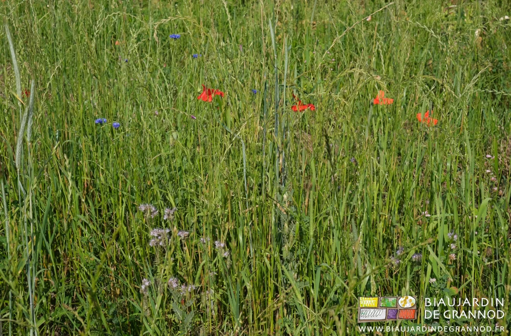 photo de coquelicot, bleuet, phacélie, fleuris parmi le mélange pluri-annuel