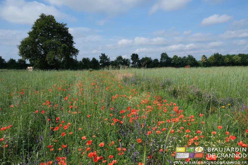 photo des premières planches d'engrais vert pluriannuel plus garni en coquelicot