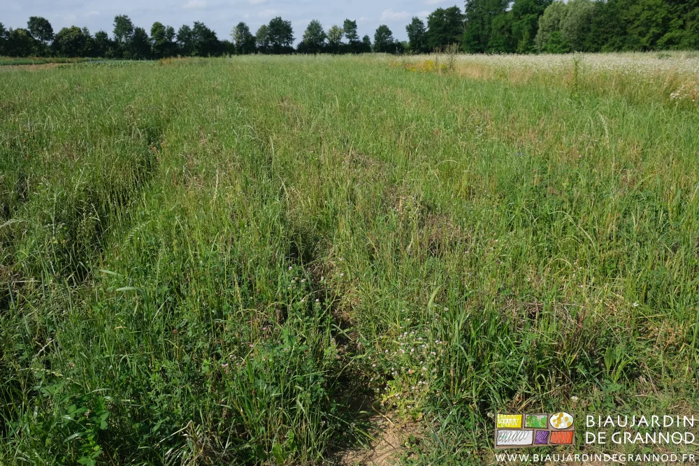 photo d'engrais vert pluriannuel riche en graminées prairiales