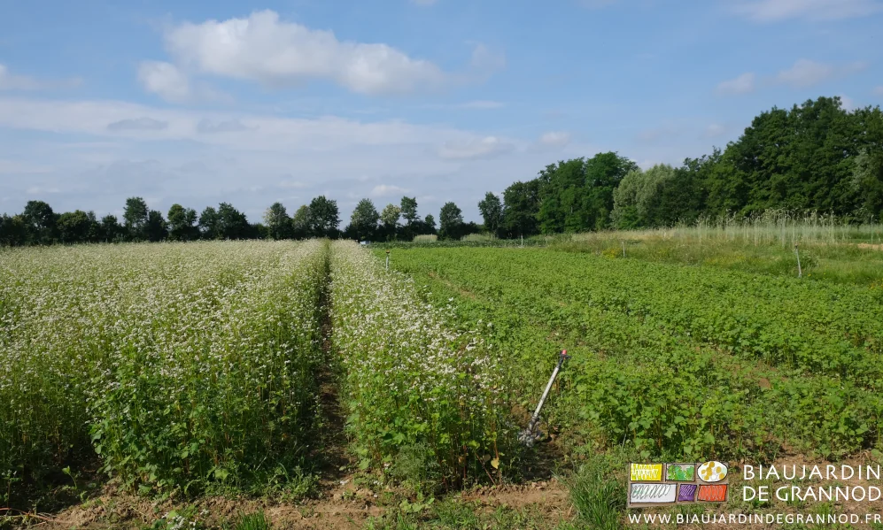 photo d'un carré en sarrasin moitié en fleur moitié pas encore