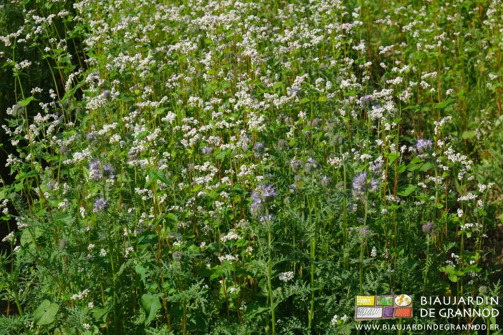 photo de sarrasin fleuri blanc et phacélie en début de floraison violette