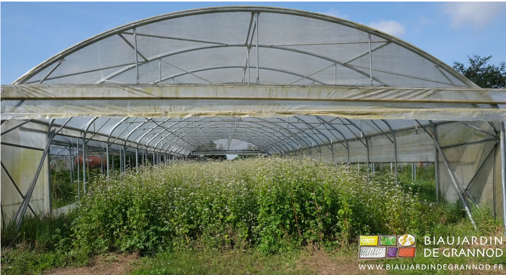 photo d'un bel engrais vert de sarrasin très haut et touffu sous tunnel