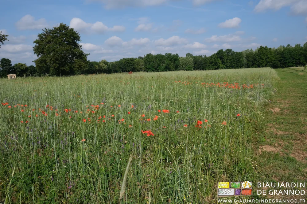 photo d'une parcelle du jardin en engrais vert diversifié pour plusieurs années