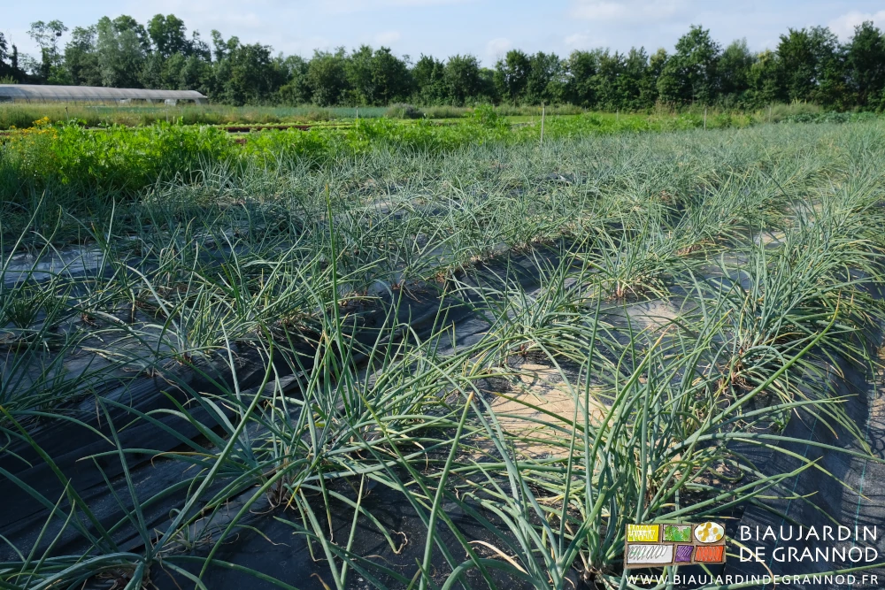 photo des planches d'échalote avec leur aspect mal coiffé habituel