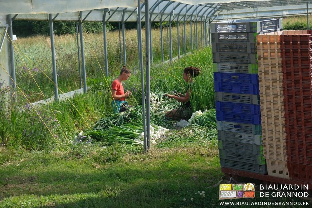 phooto d'Émilie et Morgane qui récoltent, nettoient et bottellent l'oignon blanc sous tunnel
