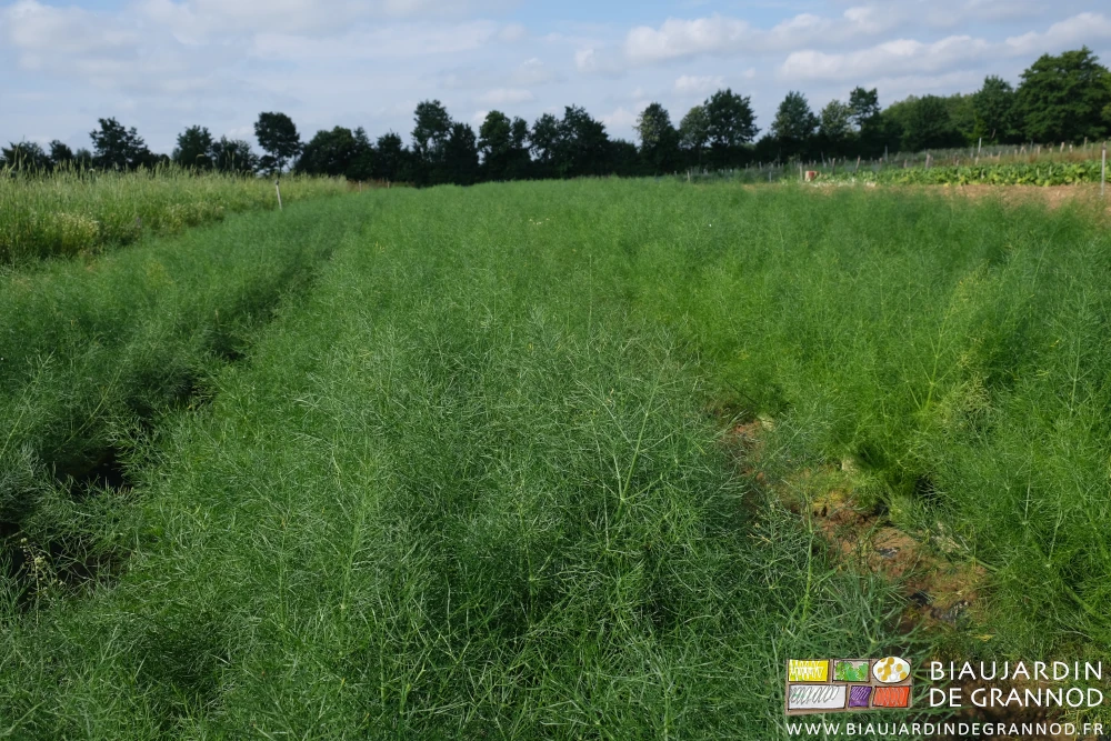 photo de planches de fenouil très vert dans un carré d'ombellifères