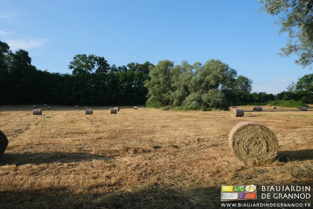 photo des bottes rondes dans nos prés humides avec saules têtards
