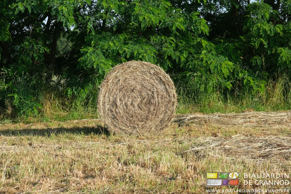 photo d'une botte ronde devant une de nos haies bocagères