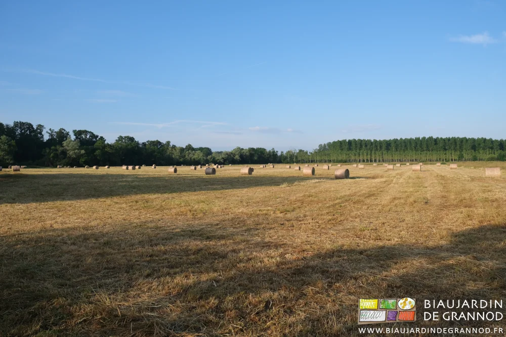 photo de la prairie inondable de Seille, riche de beau foin cette année sèche