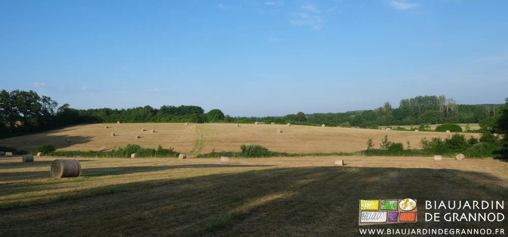 photo des prés du vallon et leurs bottes rondes