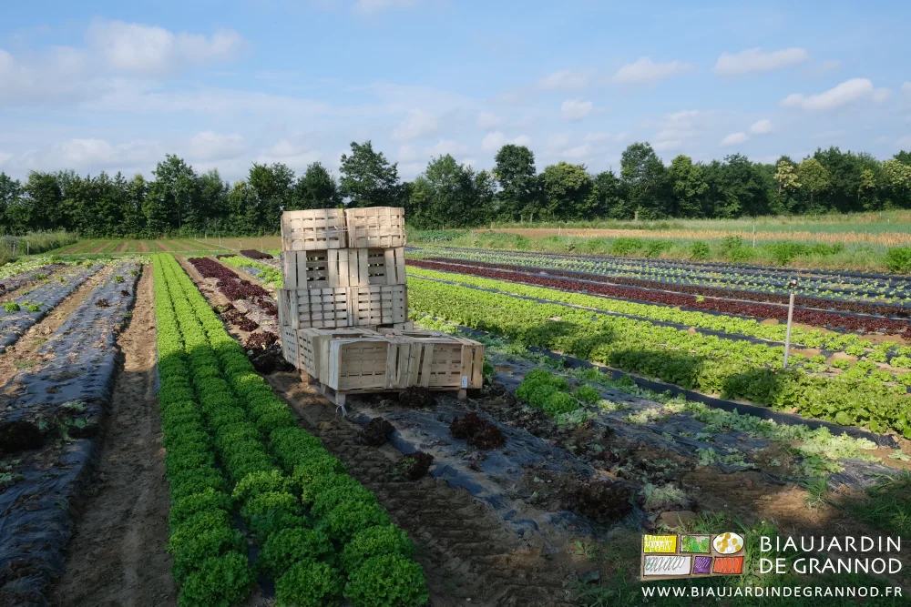 photo du carré des salades blondes plus ou moins vertes, rouges plus ou moins foncé