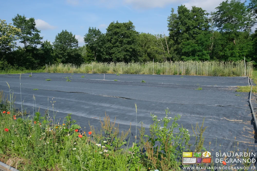 photo des carrés de carotte occultés entre leurs bandes fleuries
