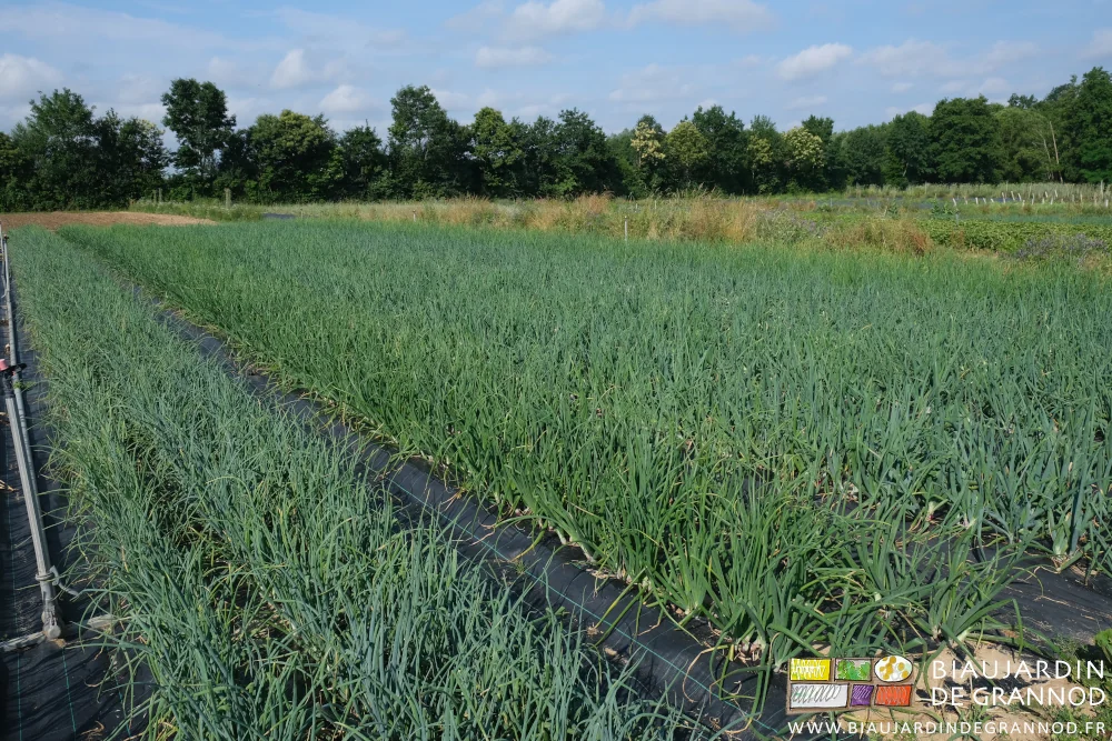 photo des planches d'oignon à récolter en botte
