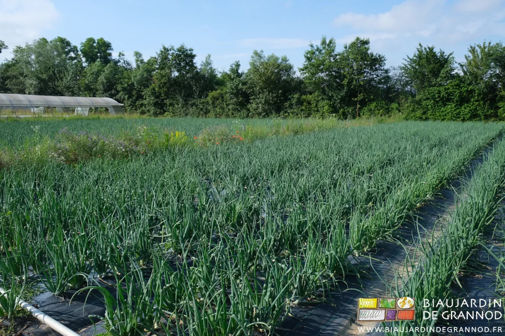 photo des carrés d'oignon jaune et la bande fleurie en jaune, rouge, violet, blanc, bleu, etc...