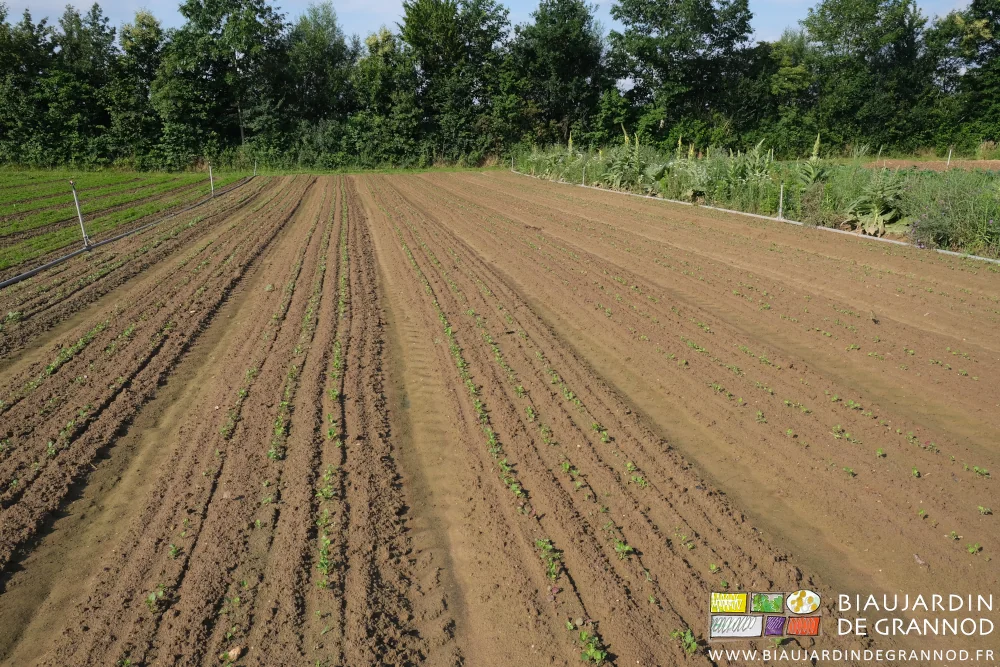 photo des planches de panais au stade 2 feuilles vraies