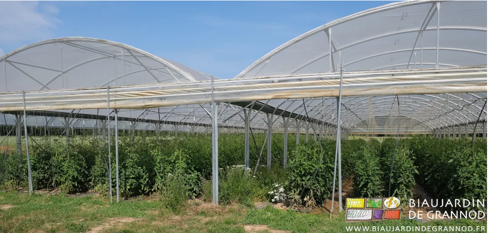 photo des tomates dans les travées centrales du quadri-tunnel