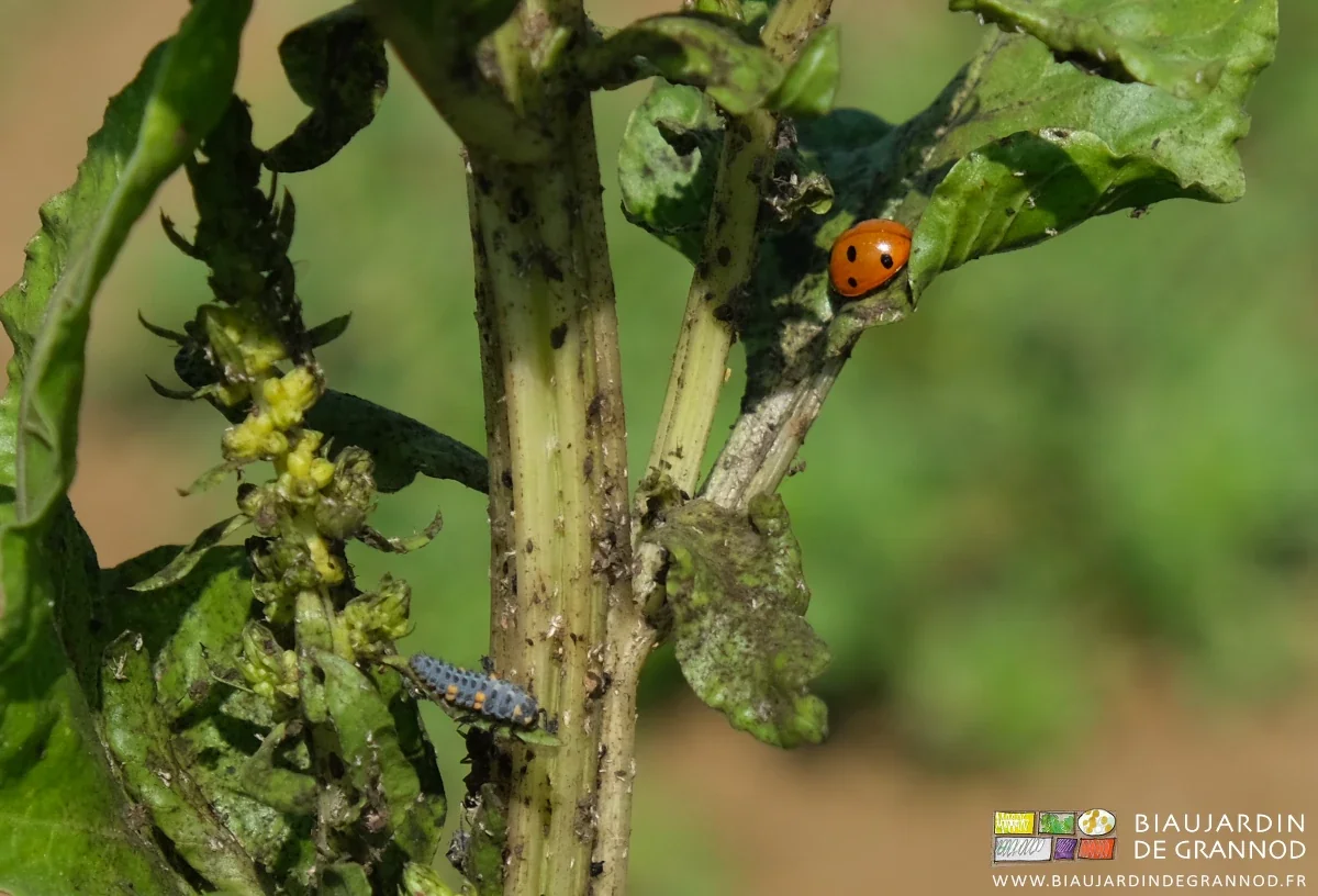 photo sur pied de cote de bette de coccinelle adulte orange et d'une de ses larves, bleue
