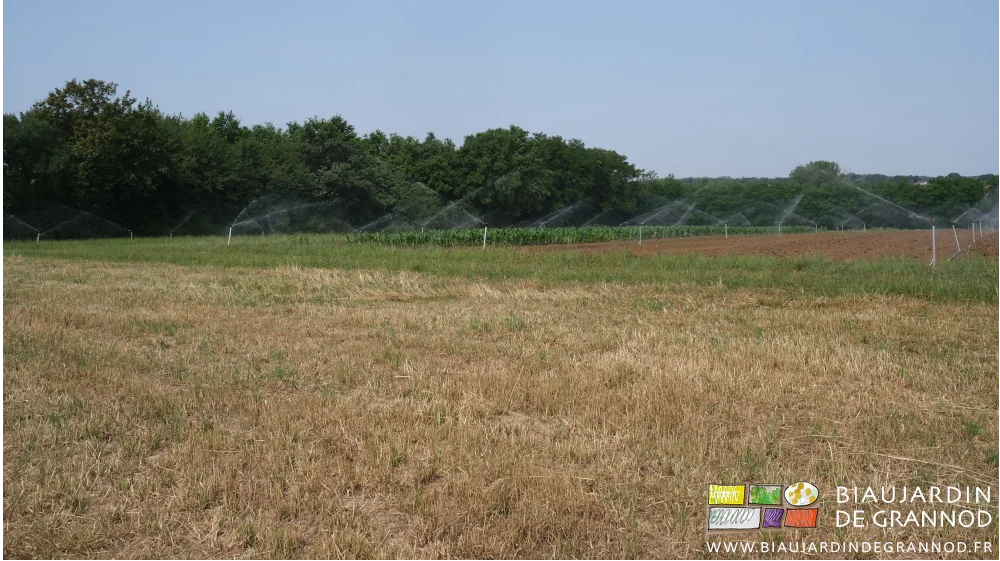 photo d'une parcelle en cours d'arrosage bordée d'une prairie ressemblant à un paillasson en sisal importé