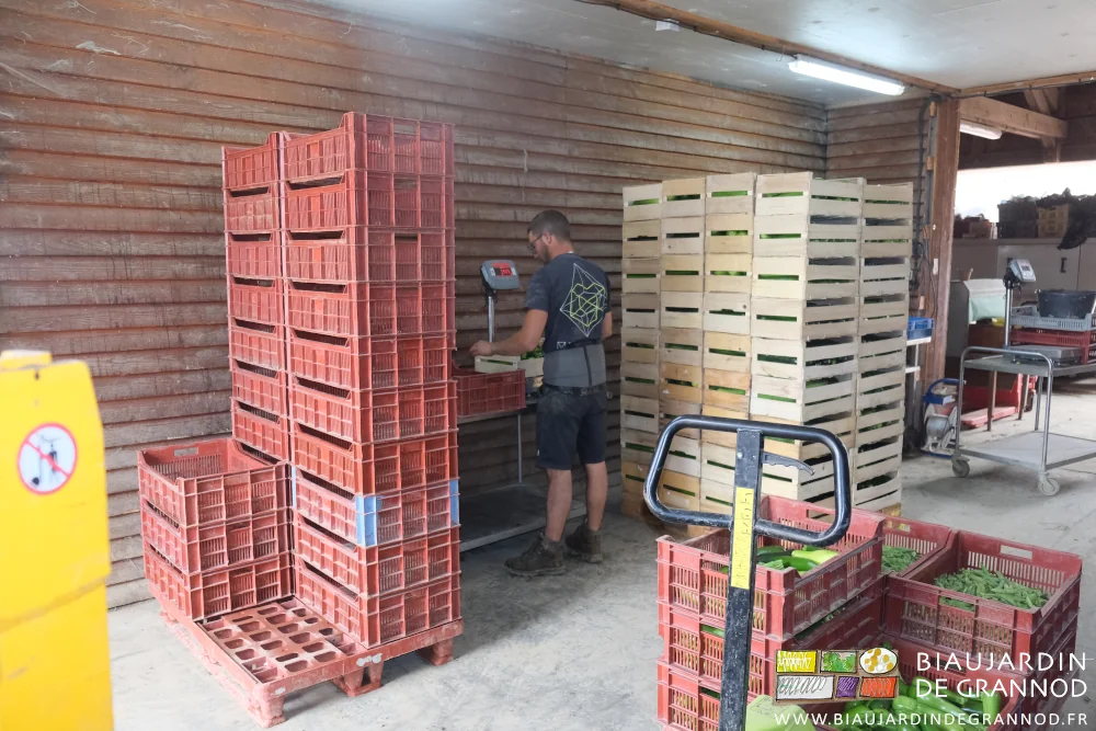 photo de Matthieu triant pesant 2 palettes de courgette en caisse bois