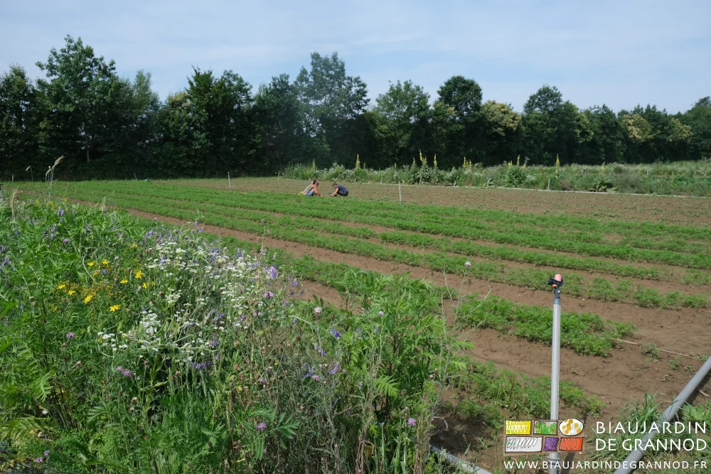 photo du carré carotte panais en cours de désherbage manuel et bande fleurie au premier plan