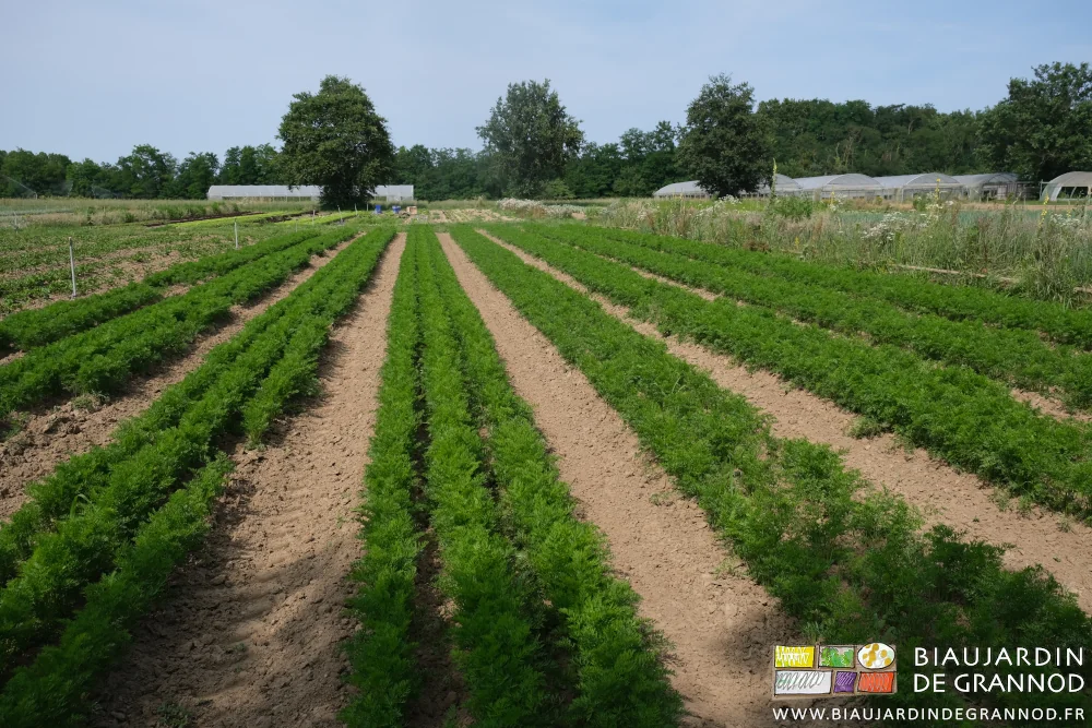 photo des rangs de carotte binés avec un léger buttage