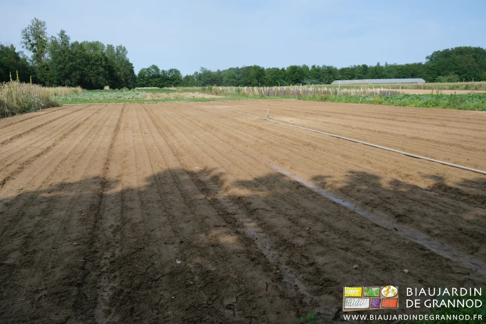 photo du carré de carotte en cours de levée après orage, semblant une plage à marée basse